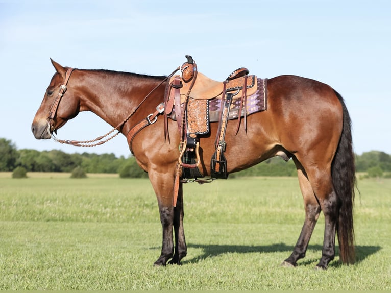 Quarter horse américain Hongre 8 Ans 152 cm Bai cerise in Buffalo