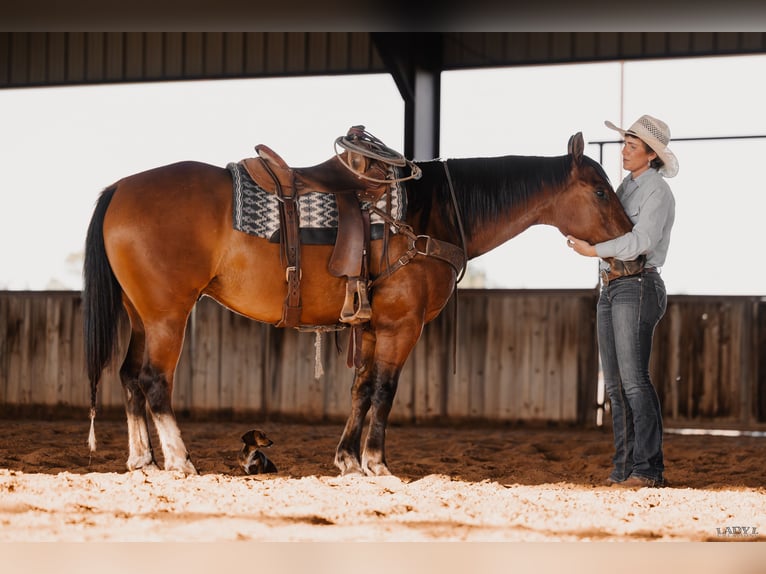 Quarter horse américain Hongre 8 Ans 152 cm Bai cerise in Canyon
