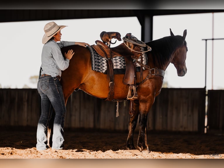 Quarter horse américain Hongre 8 Ans 152 cm Bai cerise in Canyon