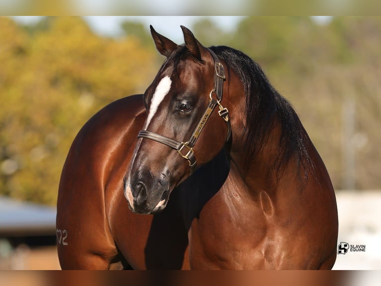 Quarter horse américain Hongre 8 Ans 152 cm Bai cerise in Whitesboro