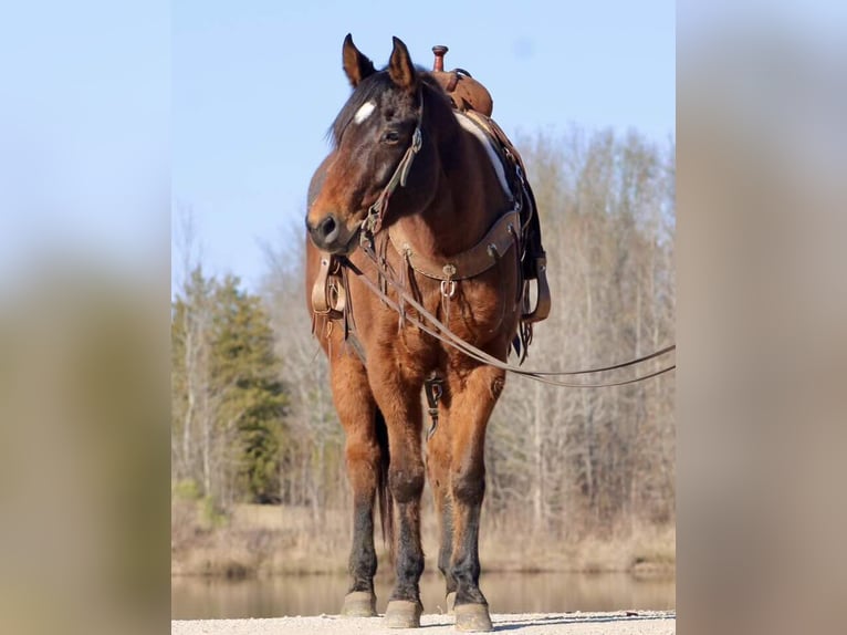 Quarter horse américain Hongre 8 Ans 152 cm Bai cerise in Canton TX