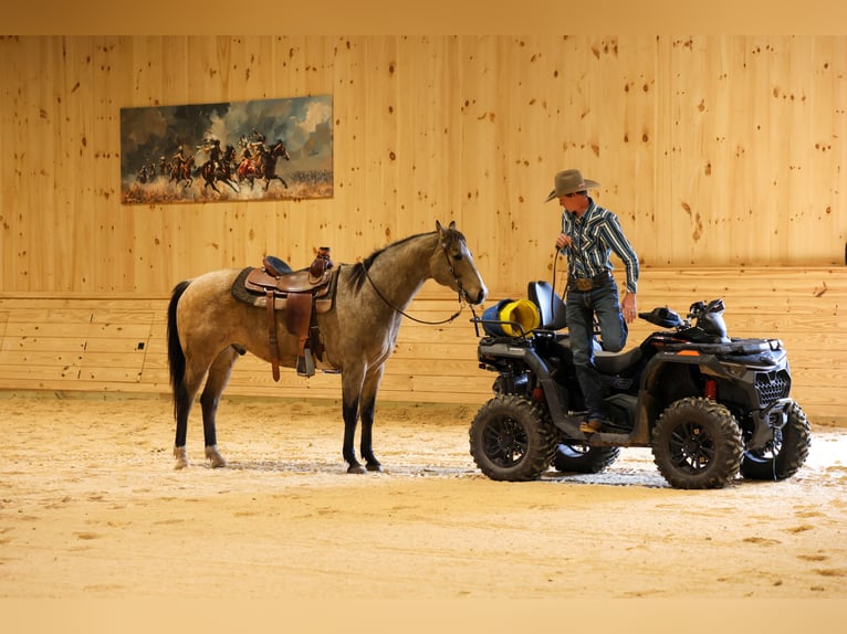 Quarter horse américain Hongre 8 Ans 152 cm Buckskin in Needmore