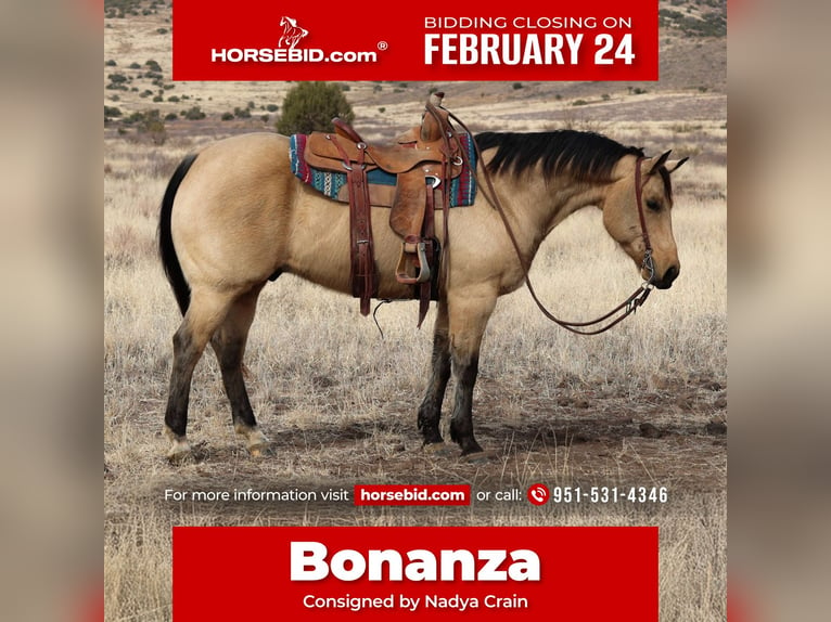 Quarter horse américain Hongre 8 Ans 152 cm Buckskin in Camp Verde, AZ