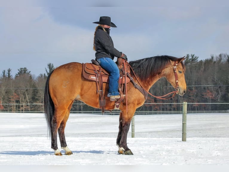 Quarter horse américain Hongre 8 Ans 152 cm Buckskin in Clarion, PA