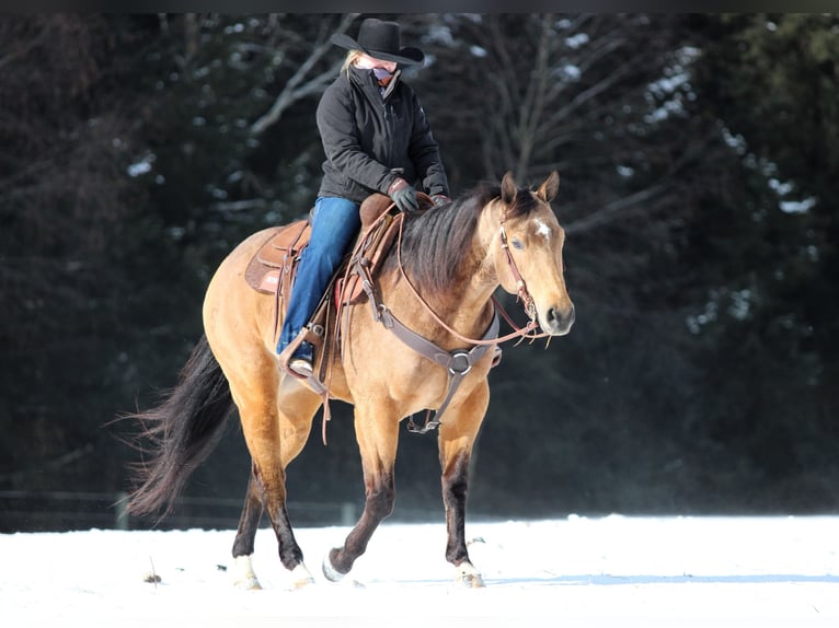 Quarter horse américain Hongre 8 Ans 152 cm Buckskin in Clarion, PA