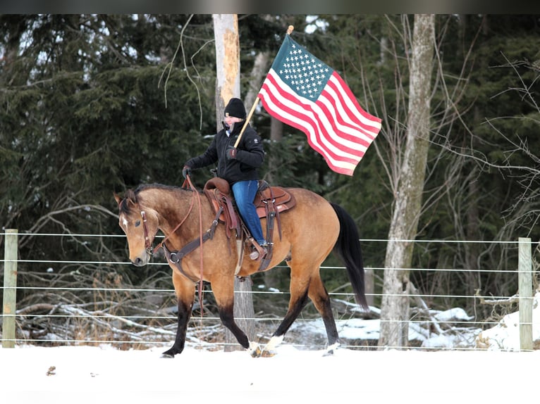 Quarter horse américain Hongre 8 Ans 152 cm Buckskin in Clarion, PA