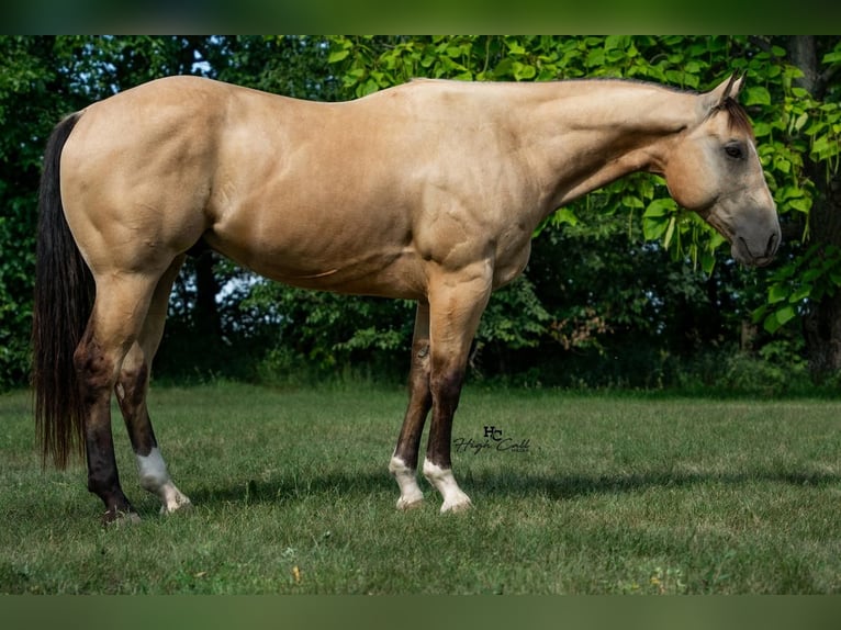 Quarter horse américain Hongre 8 Ans 152 cm Buckskin in Cottonwood, MN