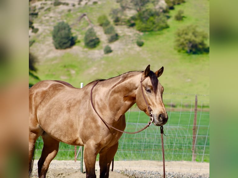 Quarter horse américain Hongre 8 Ans 152 cm Buckskin in Tres Pinos