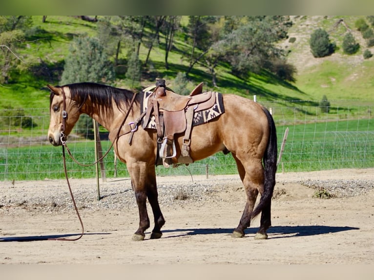 Quarter horse américain Hongre 8 Ans 152 cm Buckskin in Tres Pinos