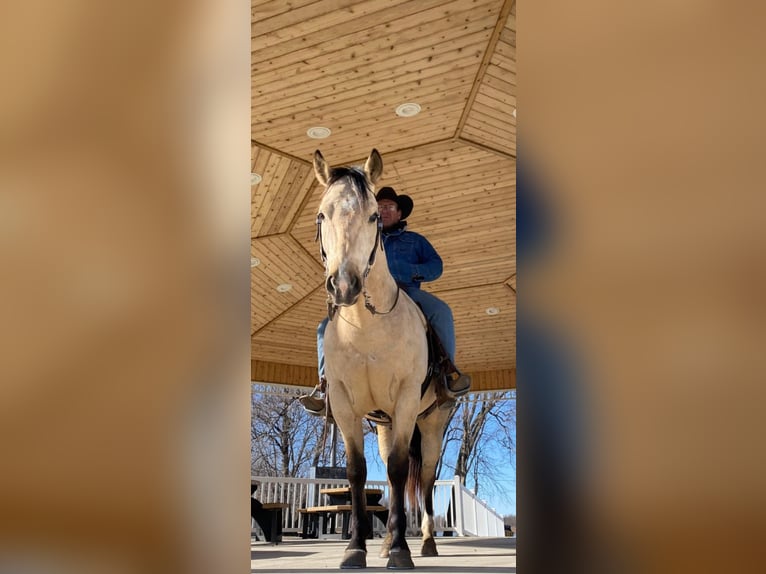 Quarter horse américain Hongre 8 Ans 152 cm Buckskin in Libson, IA