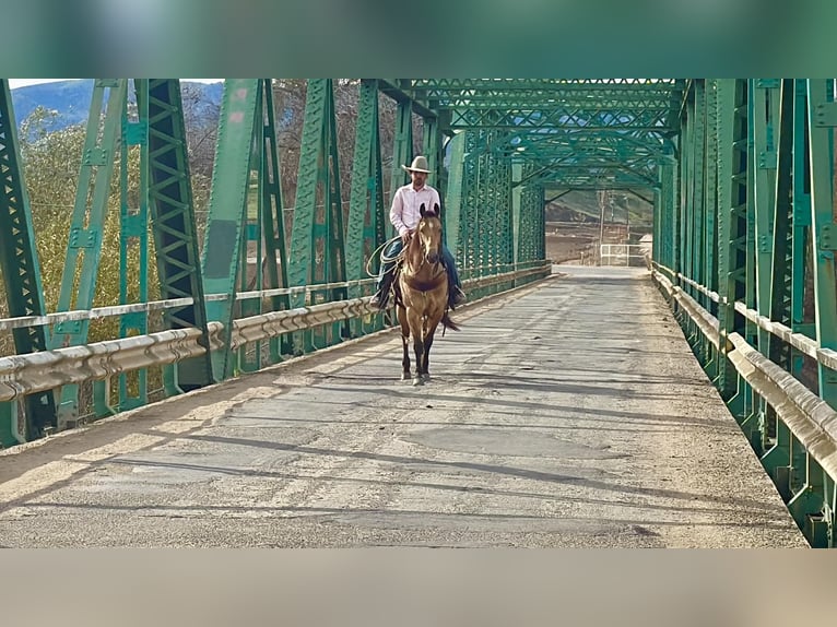 Quarter horse américain Hongre 8 Ans 152 cm Buckskin in Paicines CA