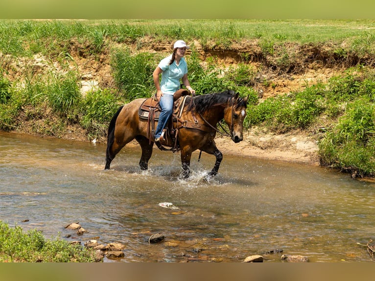 Quarter horse américain Hongre 8 Ans 152 cm Buckskin in RUSk TX