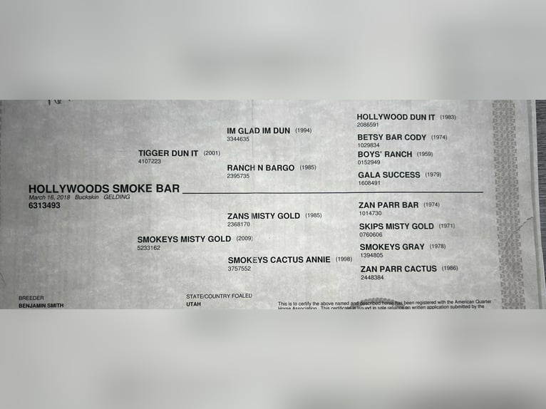 Quarter horse américain Hongre 8 Ans 152 cm Buckskin in RUSk TX