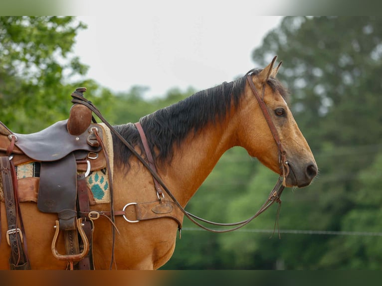 Quarter horse américain Hongre 8 Ans 152 cm Buckskin in RUSk TX