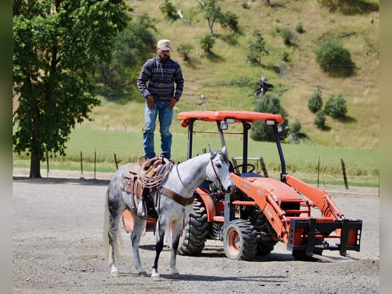 Quarter horse américain Hongre 8 Ans 152 cm Gris pommelé in Tres Pinos