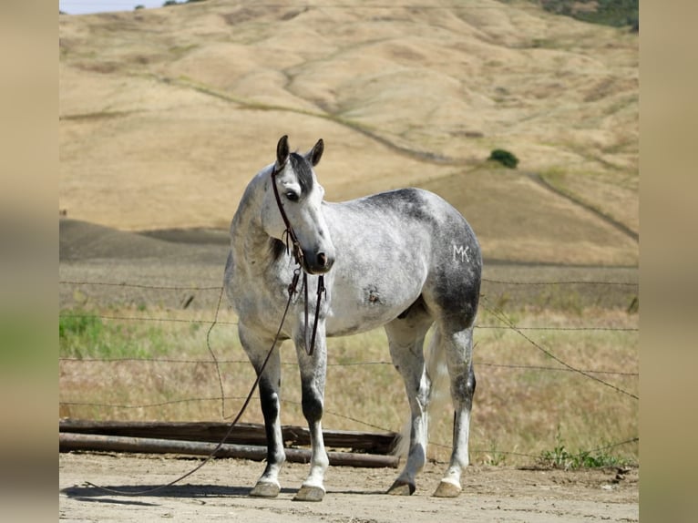 Quarter horse américain Hongre 8 Ans 152 cm Gris pommelé in Tres Pinos