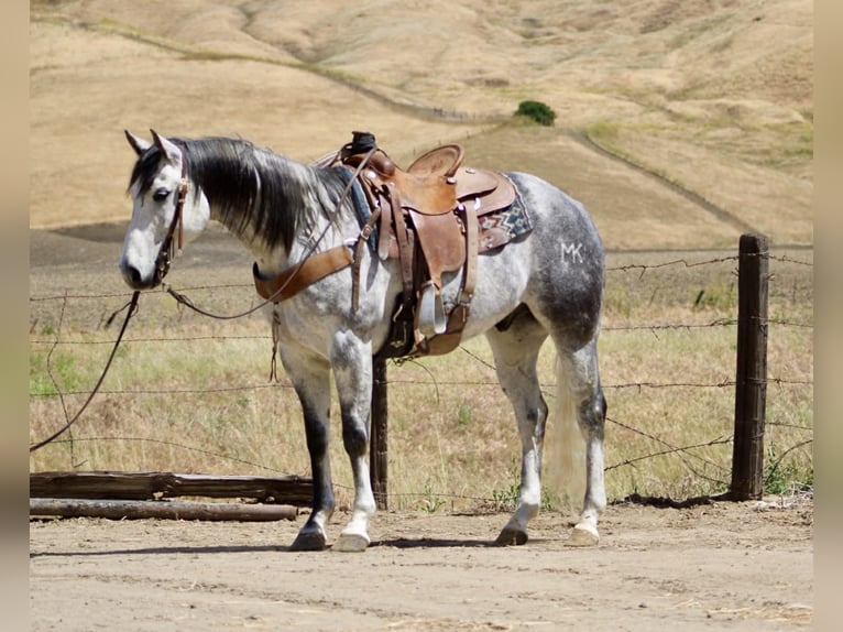 Quarter horse américain Hongre 8 Ans 152 cm Gris pommelé in Tres Pinos