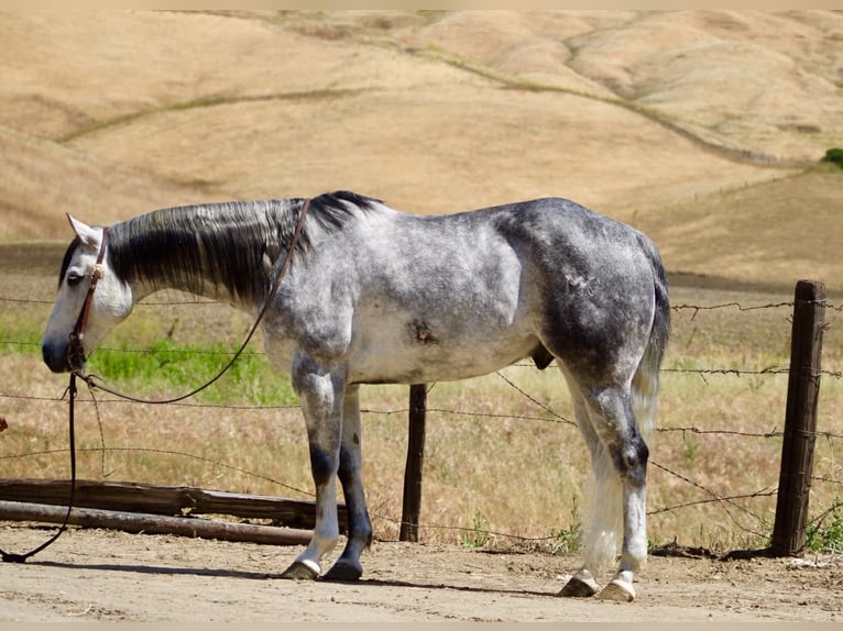 Quarter horse américain Hongre 8 Ans 152 cm Gris pommelé in Tres Pinos