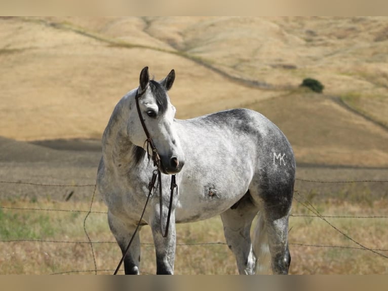 Quarter horse américain Hongre 8 Ans 152 cm Gris pommelé in Tres Pinos