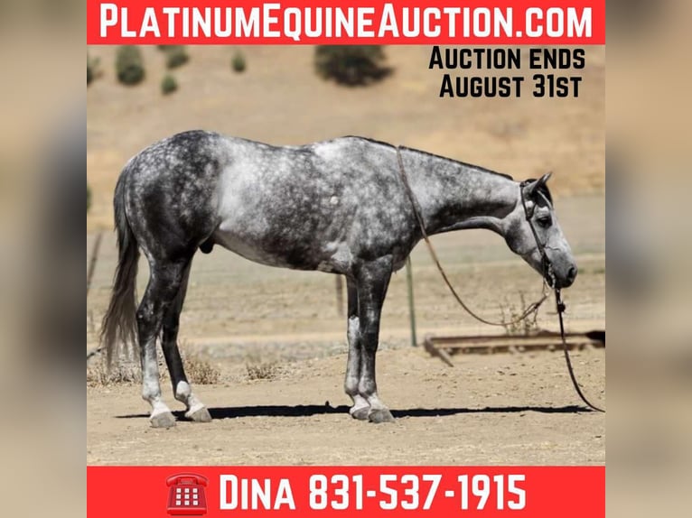 Quarter horse américain Hongre 8 Ans 152 cm Gris pommelé in Paicines CA