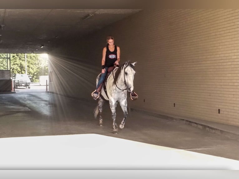 Quarter horse américain Hongre 8 Ans 152 cm Gris pommelé in Stephenville TX