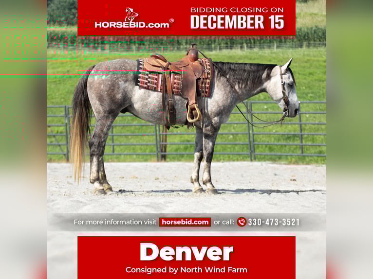 Quarter horse américain Hongre 8 Ans 152 cm Gris in Fredericksburg