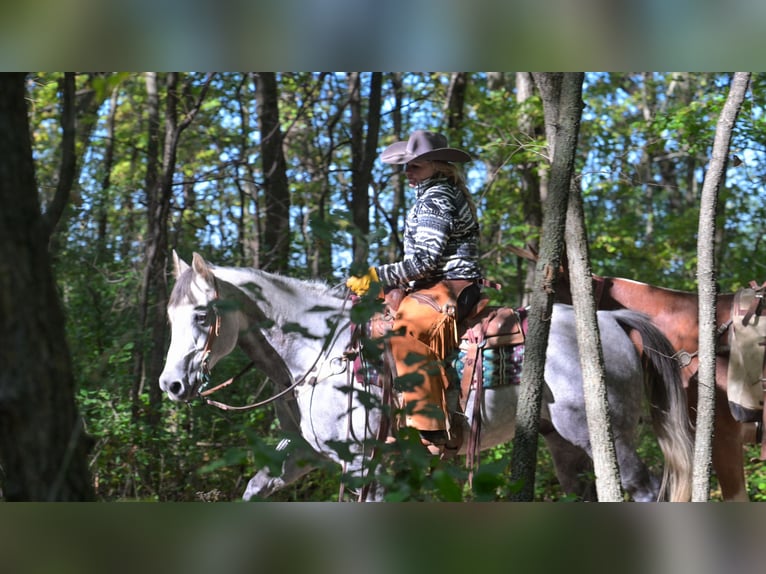 Quarter horse américain Hongre 8 Ans 152 cm Gris in Hastings Quarter horse américain Hongre 8 Ans 152 cm Gris in Hastings