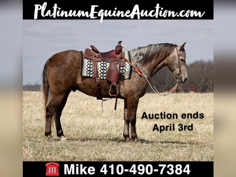 Quarter horse américain Hongre 8 Ans 152 cm Gris in Moutain Grove MO