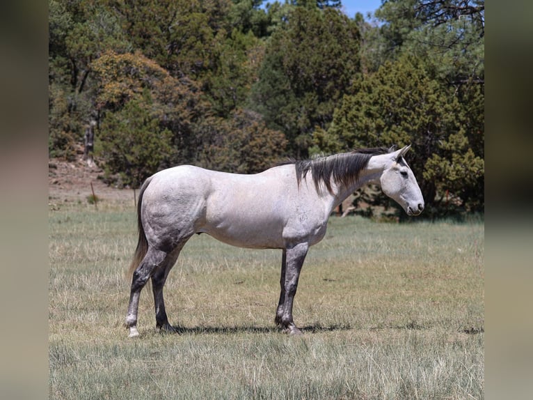Quarter horse américain Hongre 8 Ans 152 cm Gris in Camp Verde AZ