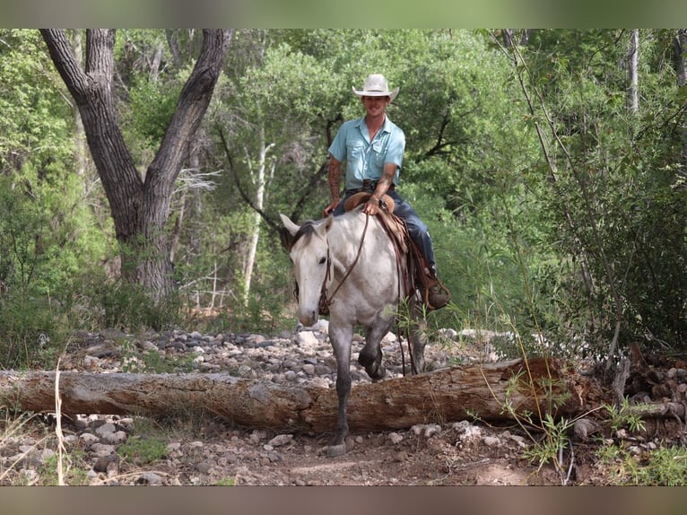 Quarter horse américain Hongre 8 Ans 152 cm Gris in Camp Verde AZ