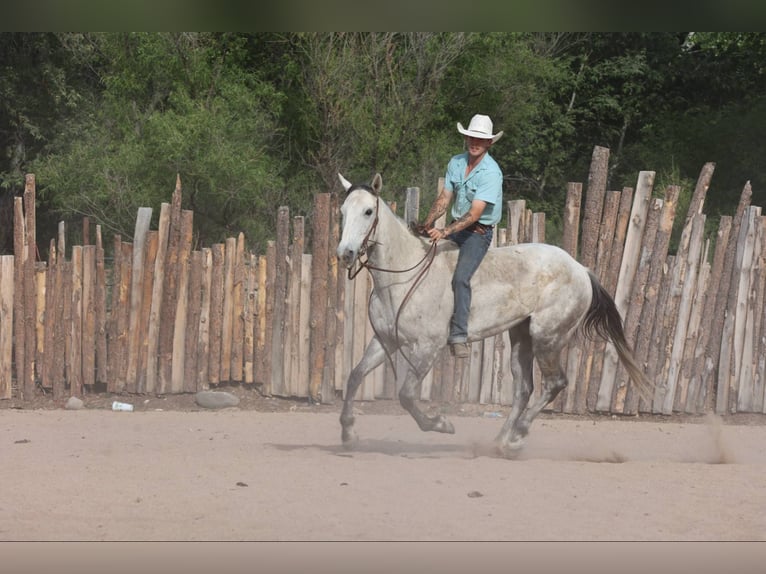 Quarter horse américain Hongre 8 Ans 152 cm Gris in Camp Verde AZ