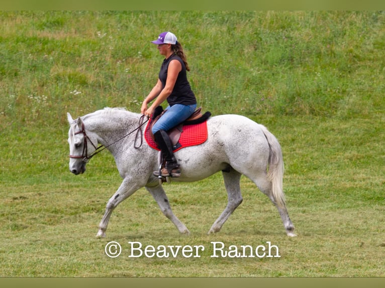 Quarter horse américain Hongre 8 Ans 152 cm Gris in Mountain Grove MO