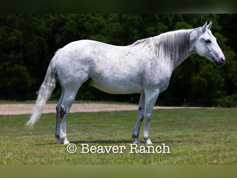 Quarter horse américain Hongre 8 Ans 152 cm Gris in Mountain Grove MO