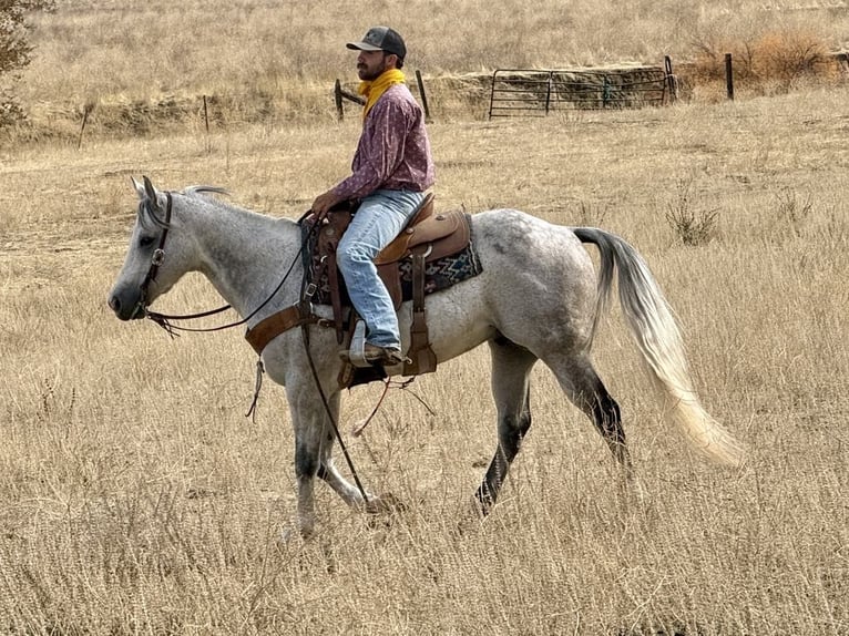 Quarter horse américain Hongre 8 Ans 152 cm Gris in Paicines CA