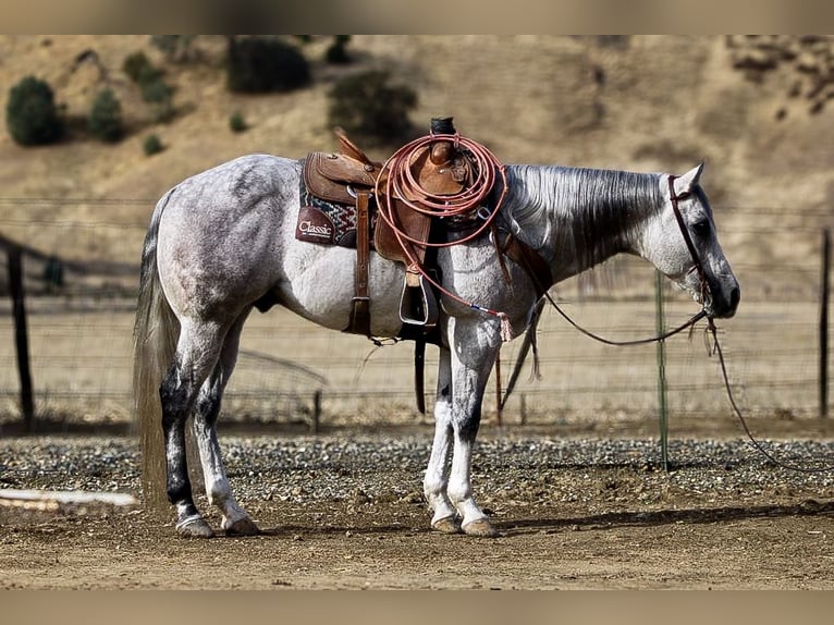 Quarter horse américain Hongre 8 Ans 152 cm Gris in Paicines CA