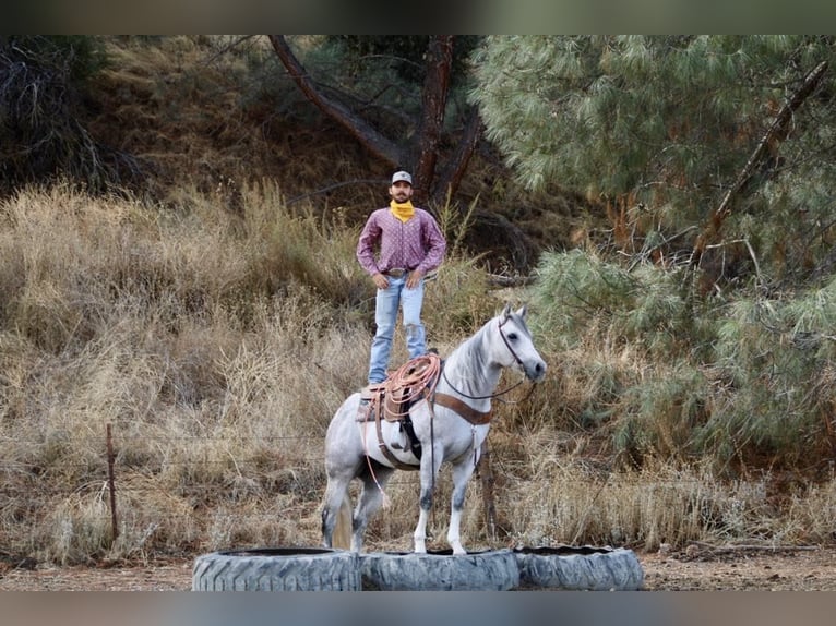 Quarter horse américain Hongre 8 Ans 152 cm Gris in Paicines CA