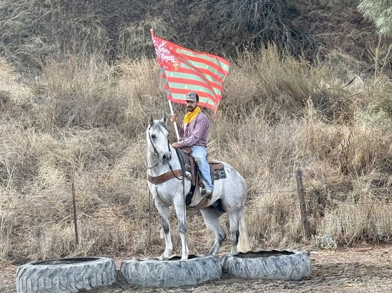 Quarter horse américain Hongre 8 Ans 152 cm Gris in Paicines CA