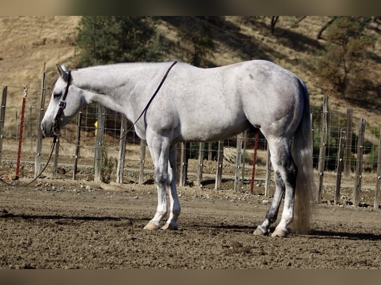 Quarter horse américain Hongre 8 Ans 152 cm Gris in Paicines CA