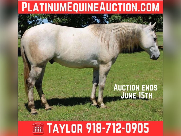 Quarter horse américain Hongre 8 Ans 152 cm Gris in Sallisaw OK