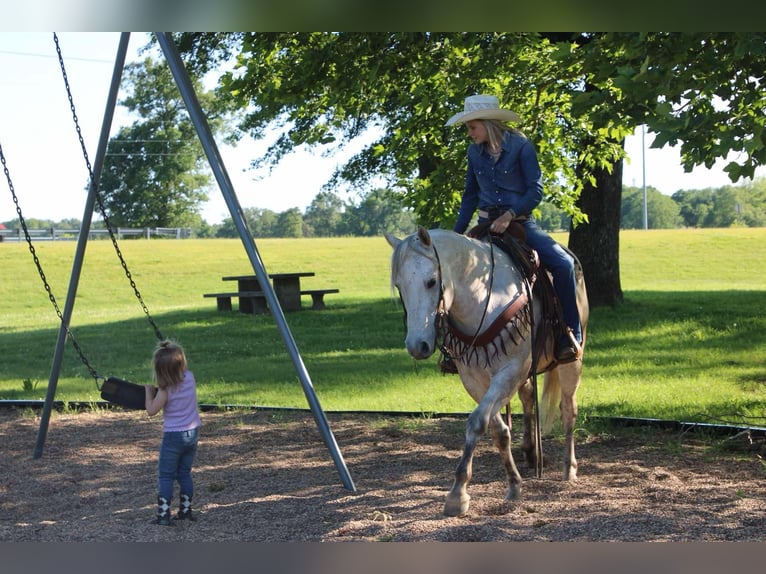 Quarter horse américain Hongre 8 Ans 152 cm Gris in Sallisaw OK