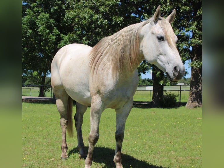 Quarter horse américain Hongre 8 Ans 152 cm Gris in Sallisaw OK