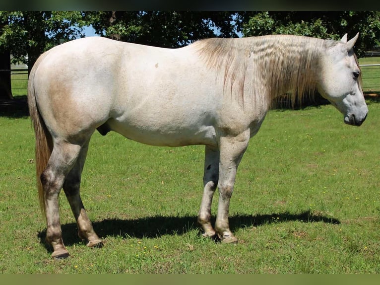 Quarter horse américain Hongre 8 Ans 152 cm Gris in Sallisaw OK