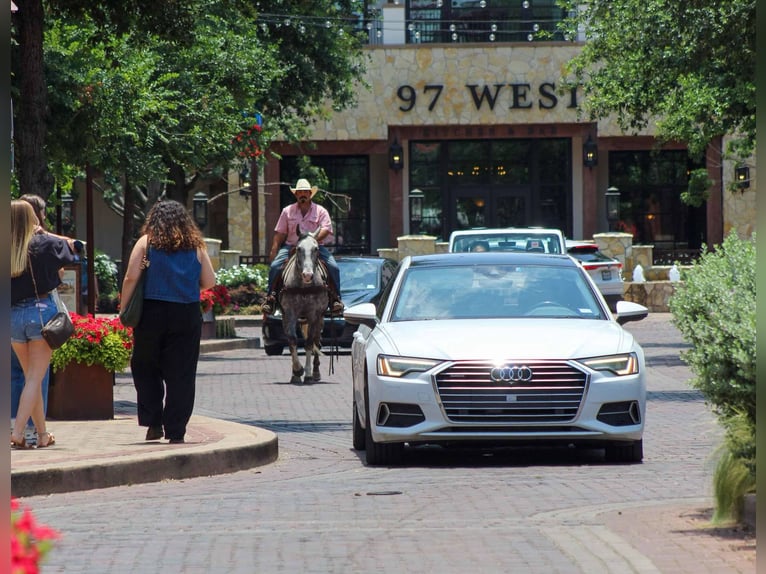 Quarter horse américain Hongre 8 Ans 152 cm Gris in Stephenville TX