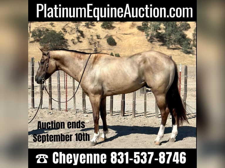 Quarter horse américain Hongre 8 Ans 152 cm Grullo in Bitterwater, CA