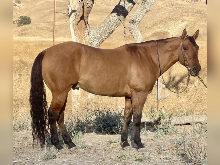 Quarter horse américain Hongre 8 Ans 152 cm Isabelle in Paicines CA