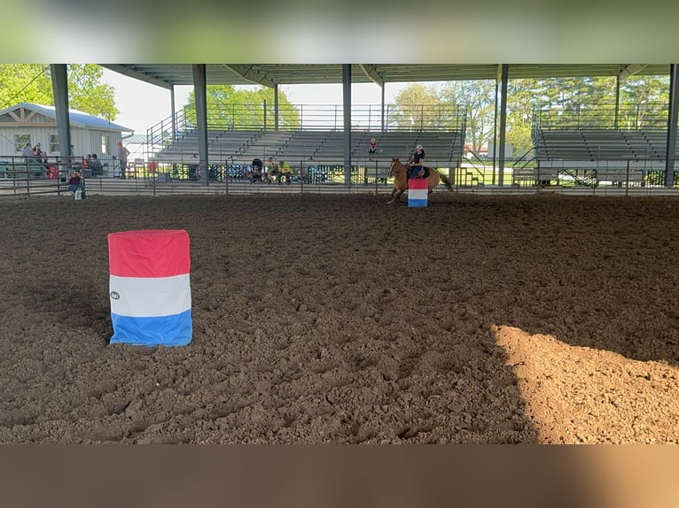 Quarter horse américain Hongre 8 Ans 152 cm Isabelle in Princeton MO