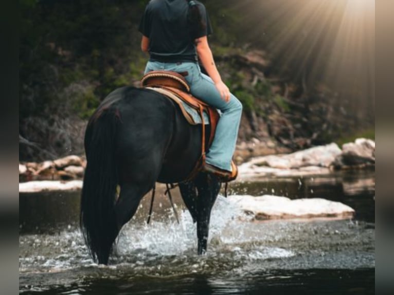 Quarter horse américain Hongre 8 Ans 152 cm Noir in Bluff Dale TX