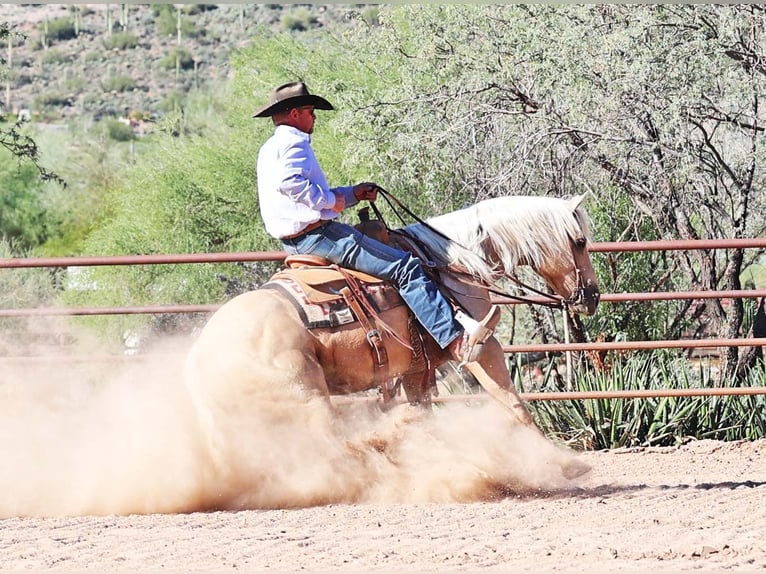 Quarter horse américain Hongre 8 Ans 152 cm Palomino in Cave Creek