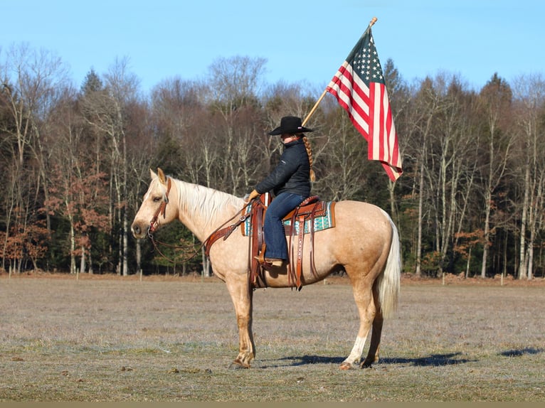 Quarter horse américain Hongre 8 Ans 152 cm Palomino in Clarion