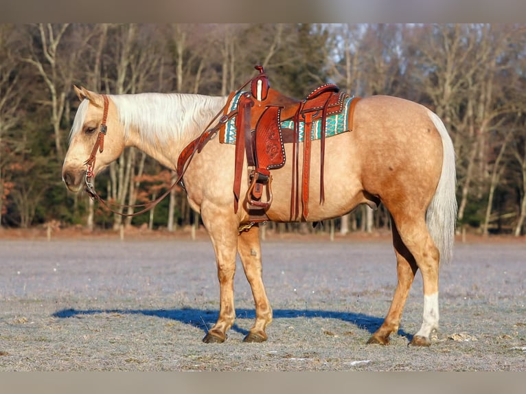 Quarter horse américain Hongre 8 Ans 152 cm Palomino in Clarion